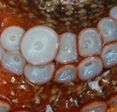 蛸の雄の吸盤